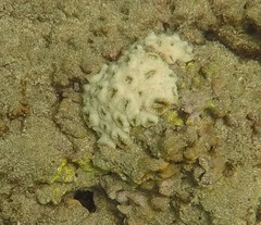 Palythoa tuberculosa