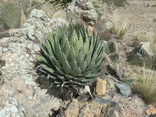 Agave horrida