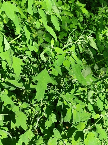 Image of Chenopodium ucrainicum by (c) Igor Balashov, some rights reserved (CC BY)