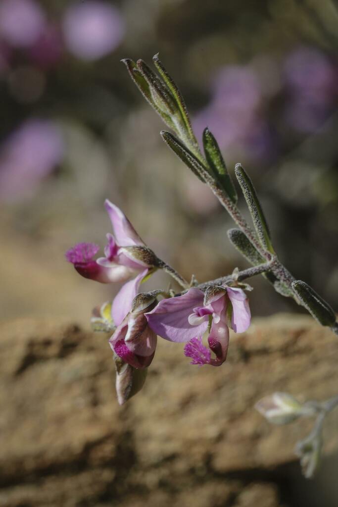Rough Falsepea from Overberg District Municipality, South Africa on ...