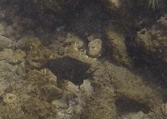 Plectroglyphidodon marginatus