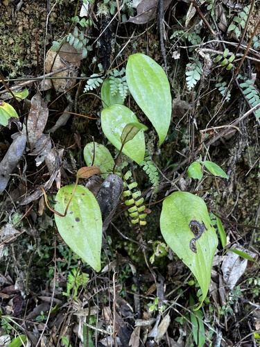 Cheiropleuria integrifolia (Cheiropleuria integrifolia)