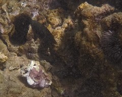 Plectroglyphidodon marginatus