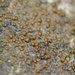 Chewing Gum Lichen - Photo (c) Carl-Adam Wegenschimmel, some rights reserved (CC BY-NC), uploaded by Carl-Adam Wegenschimmel