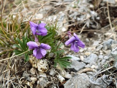 Viola dissecta