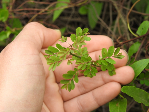 Image of Niruri (Phyllanthus niruri) by (c) Eduardo Luis Beltrocco, some rights reserved (CC BY)