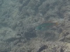 Stethojulis balteata