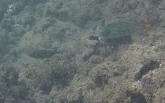 Stethojulis balteata