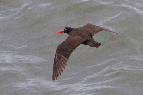 Black Oystercatcher