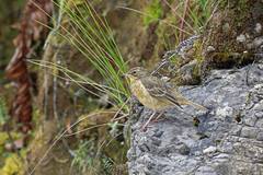 Alpine Pipit photo 1