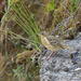 Alpine Pipit - Photo (c) Nigel Voaden, some rights reserved (CC BY)