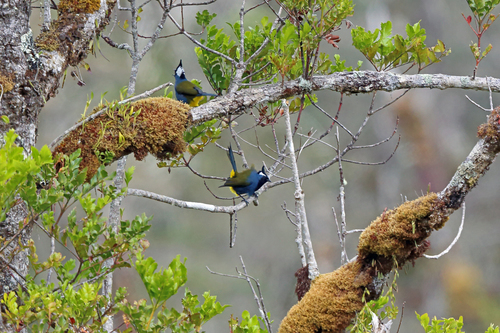 Western Crested Berrypecker (Paramythia olivacea), photo 3