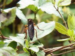 Diogmites platypterus
