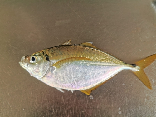 Bumper (Chloroscombrus orqueta) — Carangidae — 2