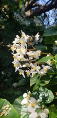Begoniaceae