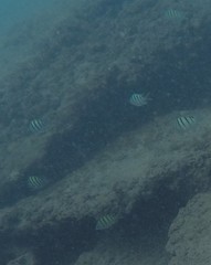 Abudefduf abdominalis