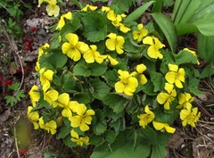 Viola uniflora