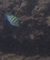 Abudefduf abdominalis