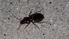 Agonum pallipes