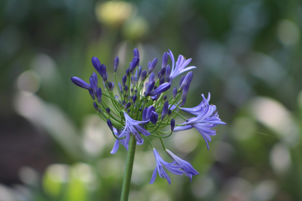 agapando africano (Plantas del Pedregal ) · iNaturalist