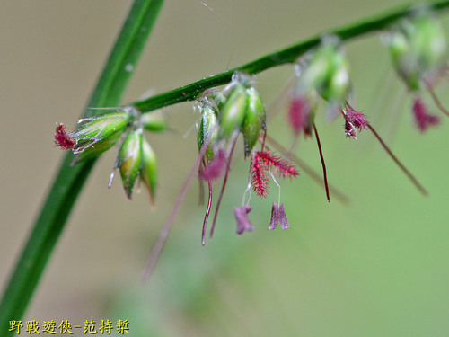 Oplismenus compositus iNat (1)