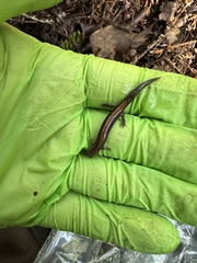 Plethodon cinereus image
