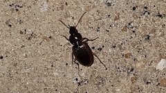 Agonum pallipes