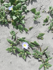Nolana paradoxa