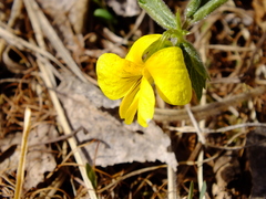 Viola uniflora