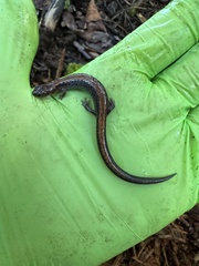 Plethodon cinereus image