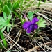 Viola milanae - Photo (c) speleokot, algunos derechos reservados (CC BY-NC)