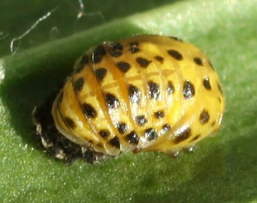 22-spot Ladybird photo 5