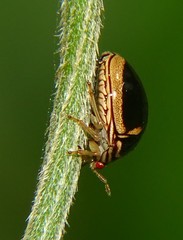 Coptosoma xanthogramma