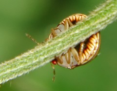 Coptosoma xanthogramma