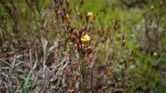 Hypericum silenoides