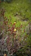 Hypericum silenoides