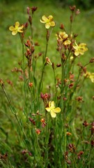 Hypericum silenoides