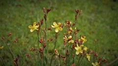 Hypericum silenoides