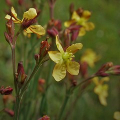 Hypericum silenoides