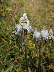 Chloraea magellanica