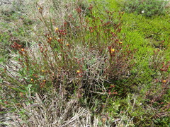 Hypericum silenoides