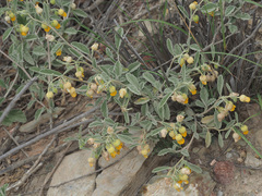 Hermannia althaeifolia