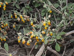 Hermannia althaeifolia