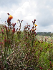 Hypericum silenoides