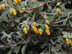 Hermannia althaeifolia