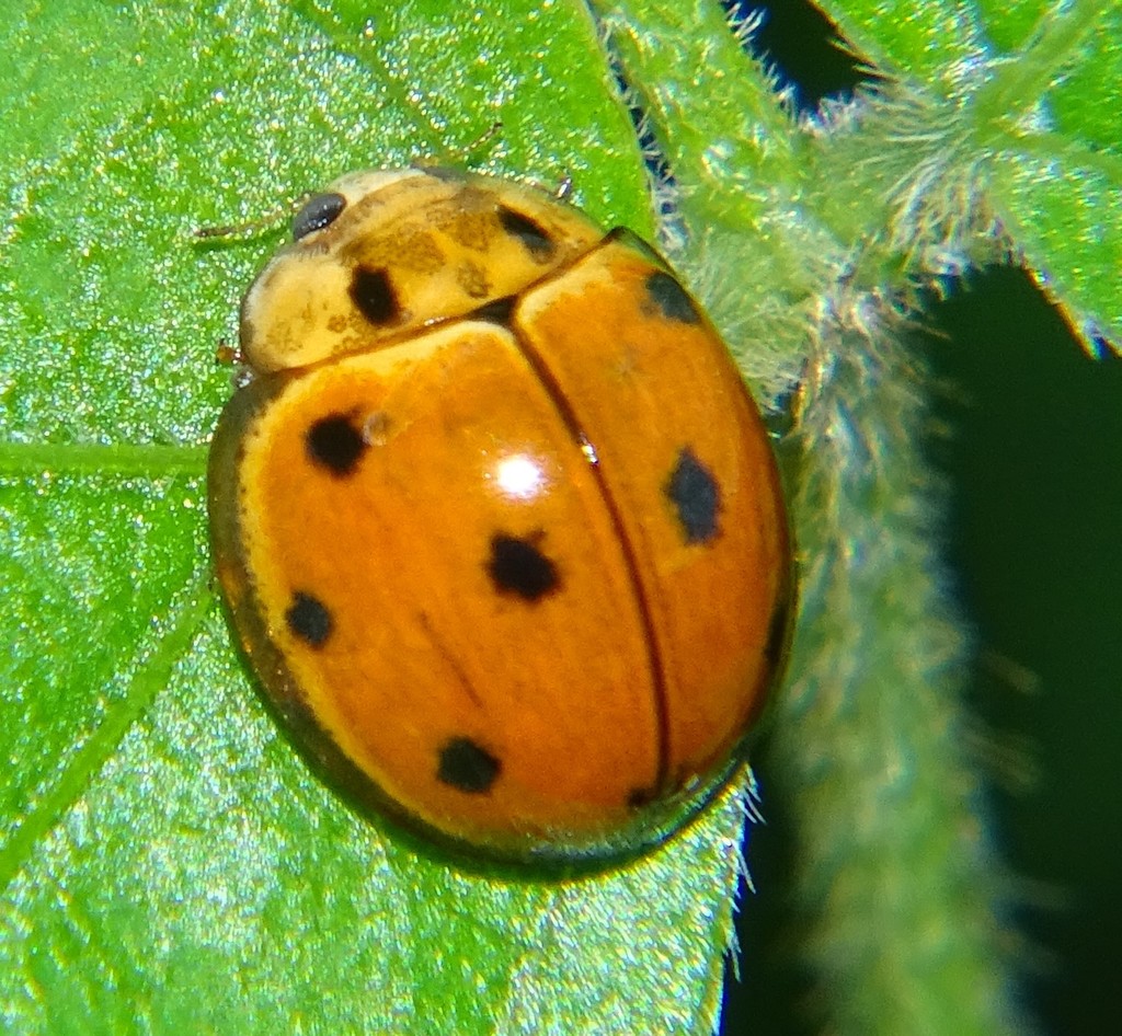 common australian lady beetle