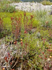 Hypericum silenoides