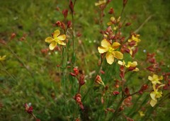 Hypericum silenoides
