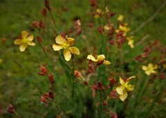 Hypericum silenoides