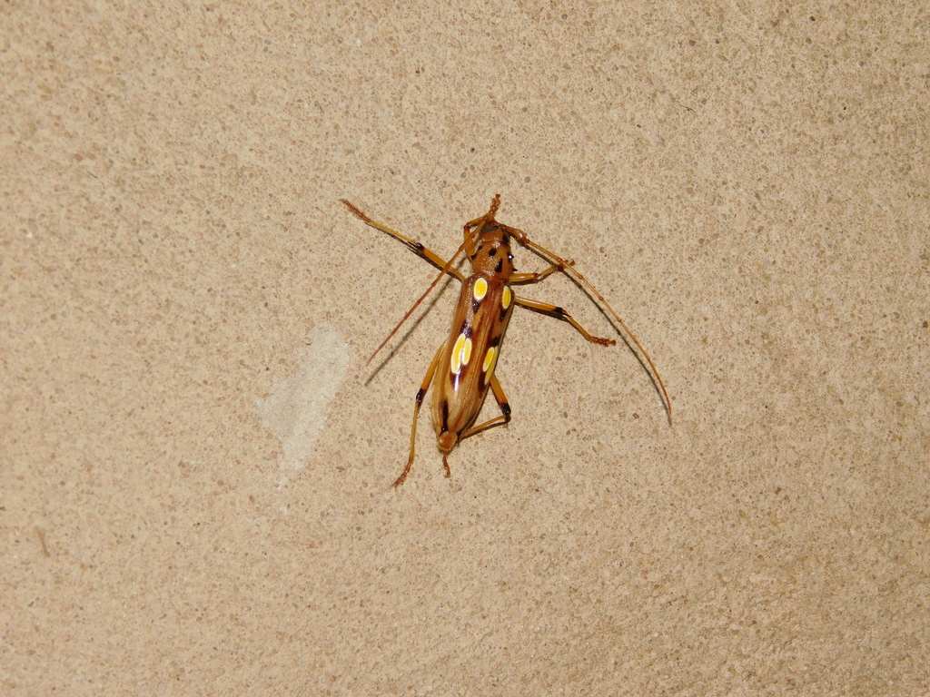 Eburodacrys quadridens